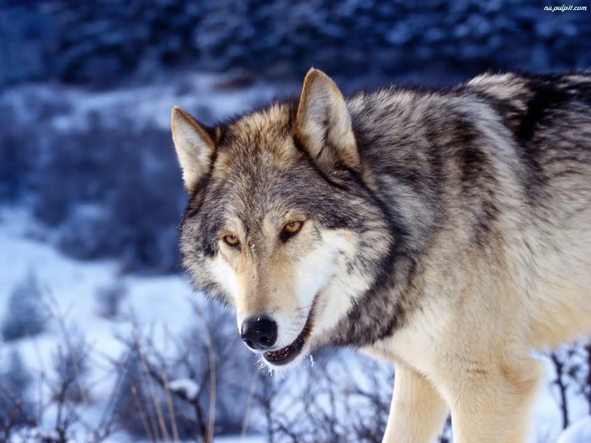 Znalezione obrazy dla zapytania wilk szary